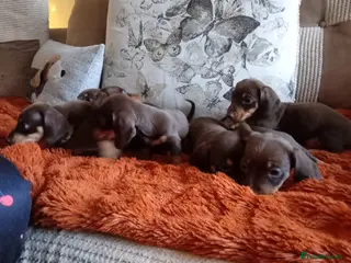 Dachshund dogs 7 beautiful chocolate dachshund puppies - Advert 1