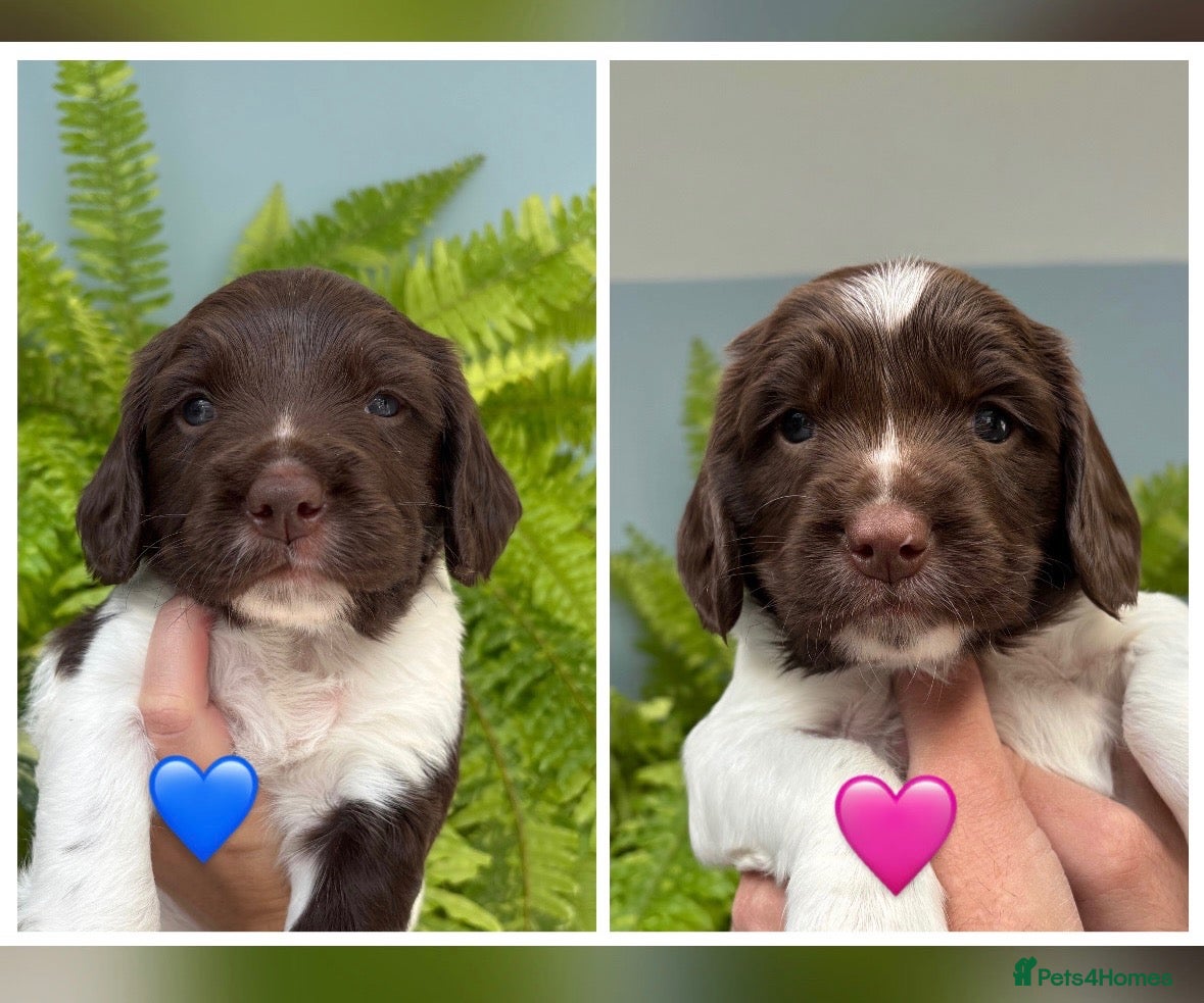 English Springer Spaniel dogs for sale: KC English Springer Spaniels liver and white  - Advert 8