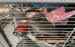 Rat rodents for sale: 2 Female rats - Free - Image 3