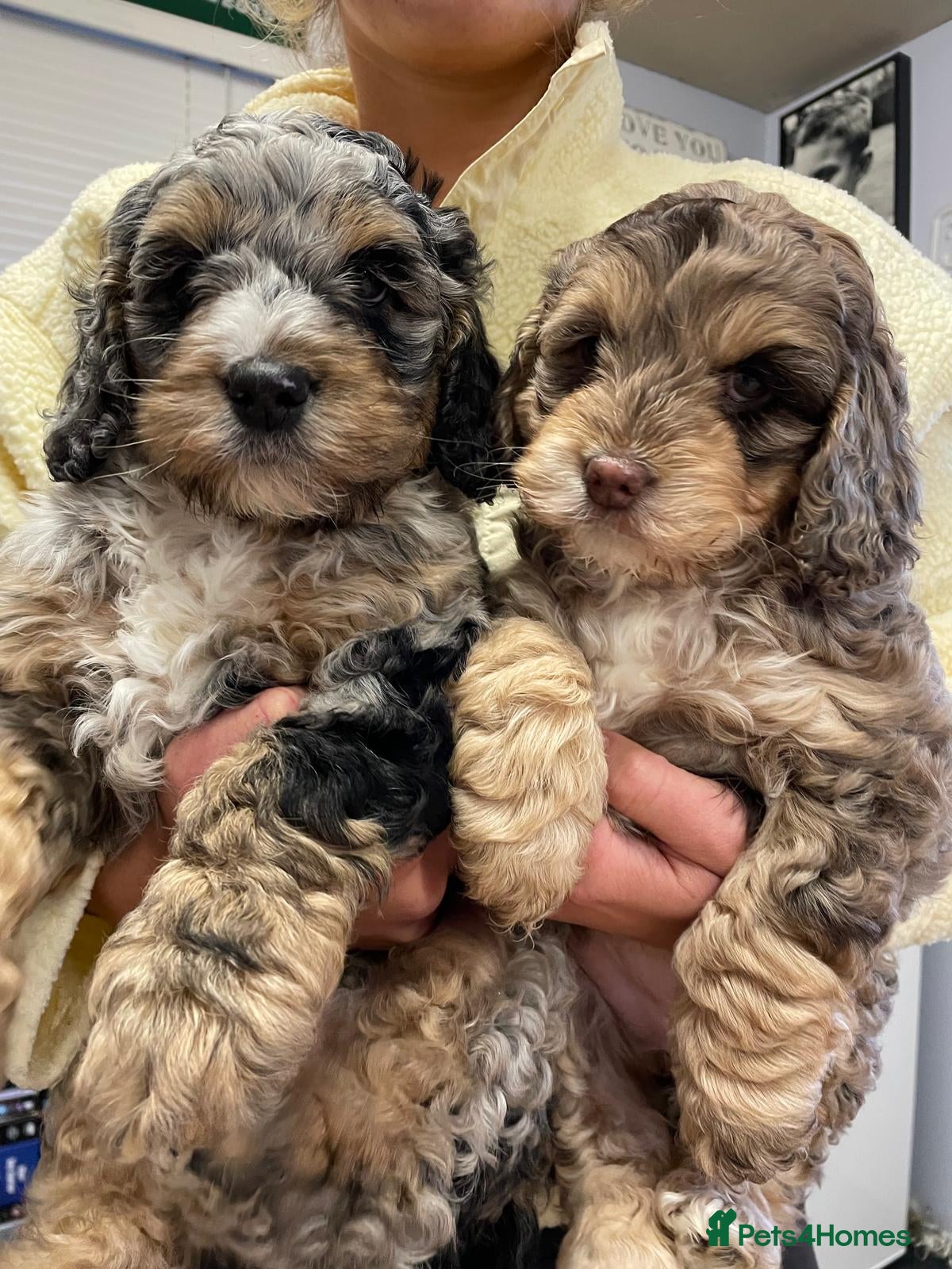 Cockapoo dogs Stunning cockerpoo puppies  - Advert 1