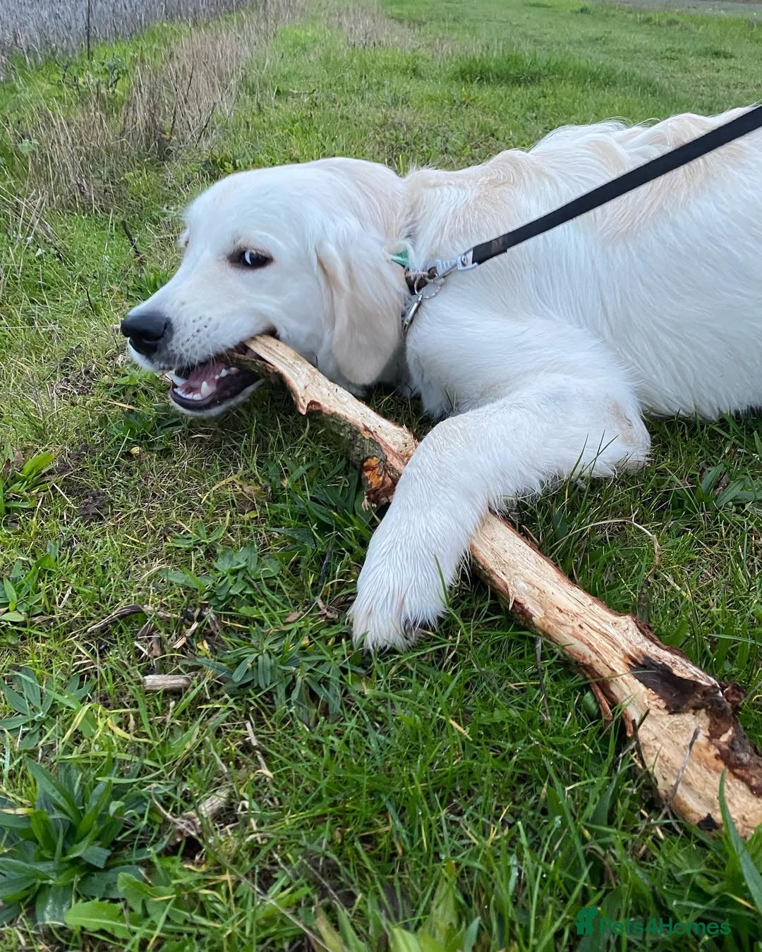 Golden Retriever dogs for sale: Looking for a Loving Home for Our Golden Retriever - Advert 5