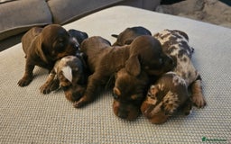 Miniature Dachshund dogs for sale: Pedigree KC show line miniature dachshund puppies  - Image 3