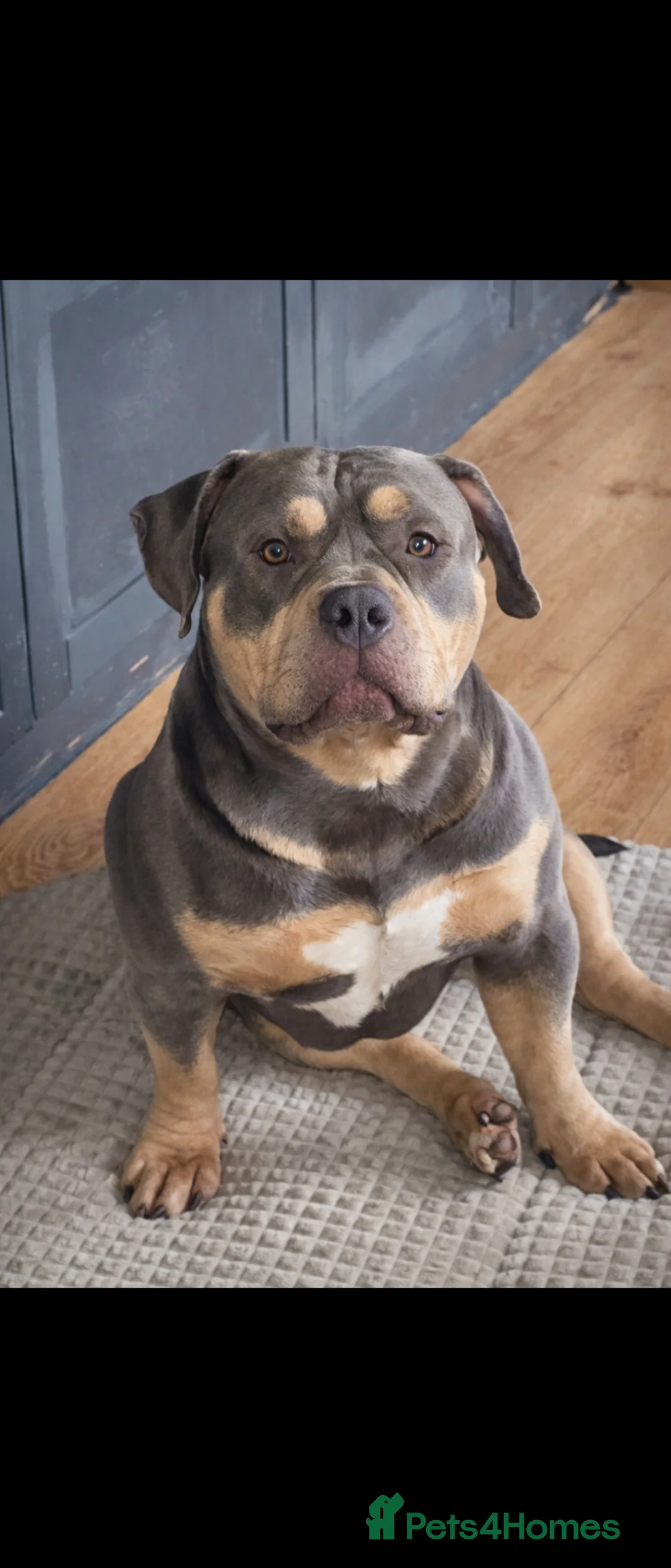 American Bully dogs for stud: American Pocket Bully Stud in Leyland - Advert 5