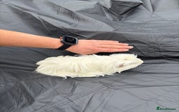 Guinea Pig rodents for sale: 2 male guinea pigs & House  - Image 7