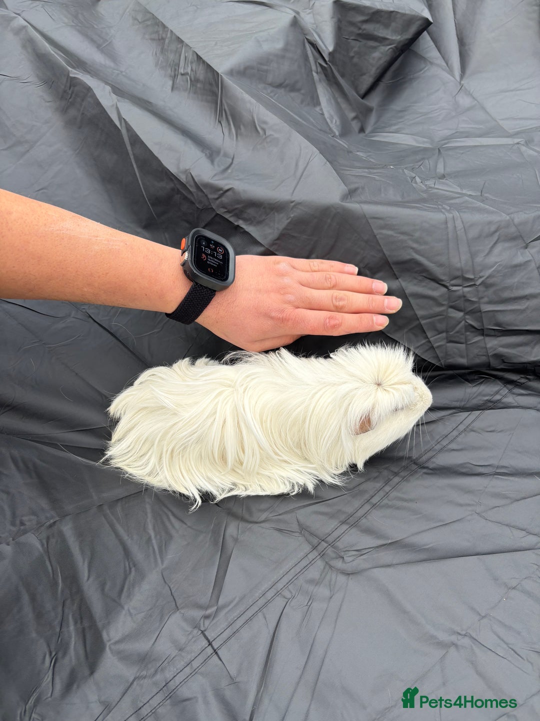 Guinea Pig rodents for sale: 2 male guinea pigs & House  - Image 7