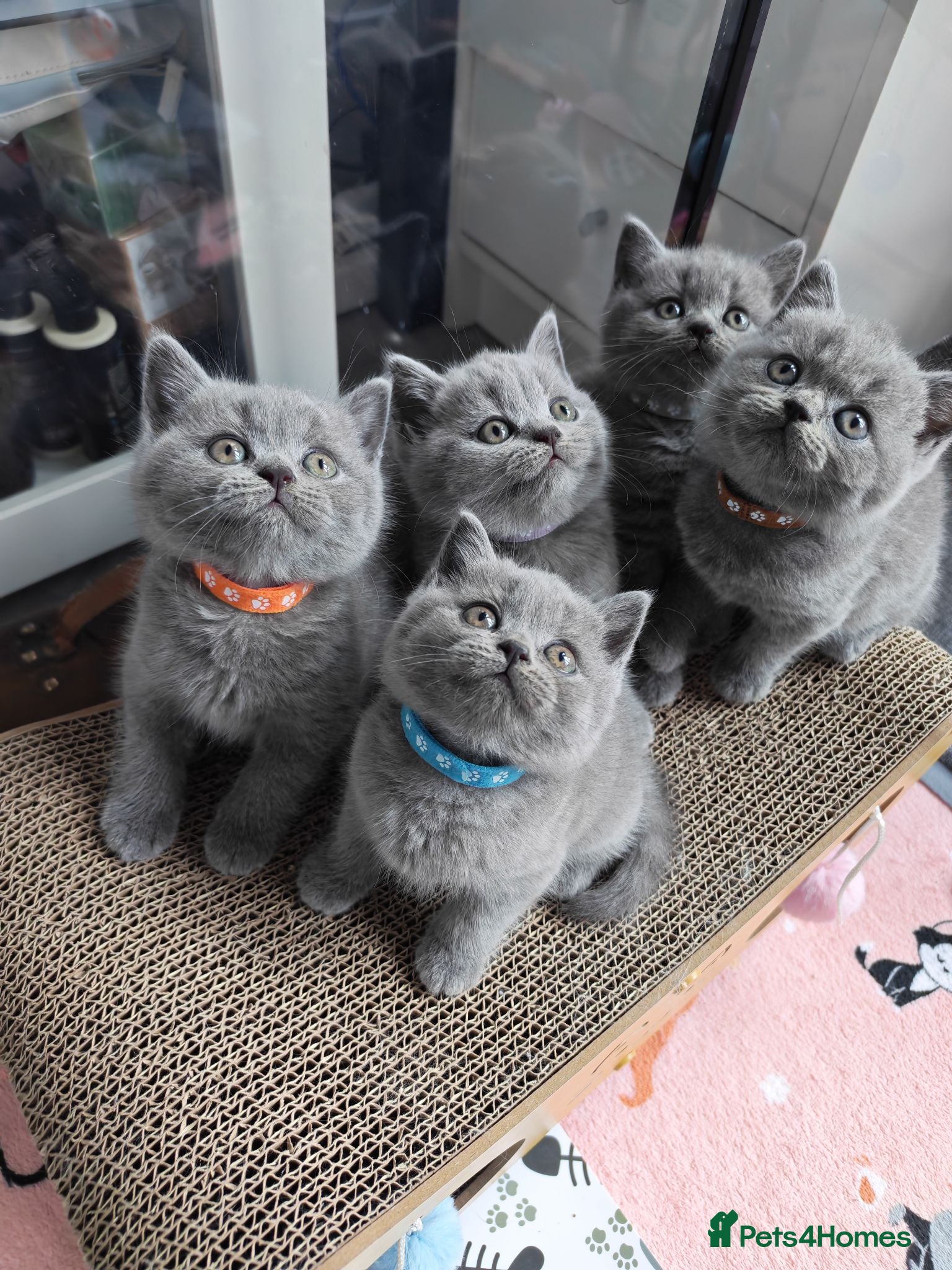 British Longhair cats British Shorthair & Longhair Kittens - Advert 4