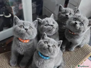 British Longhair cats British Shorthair & Longhair Kittens - Advert 4
