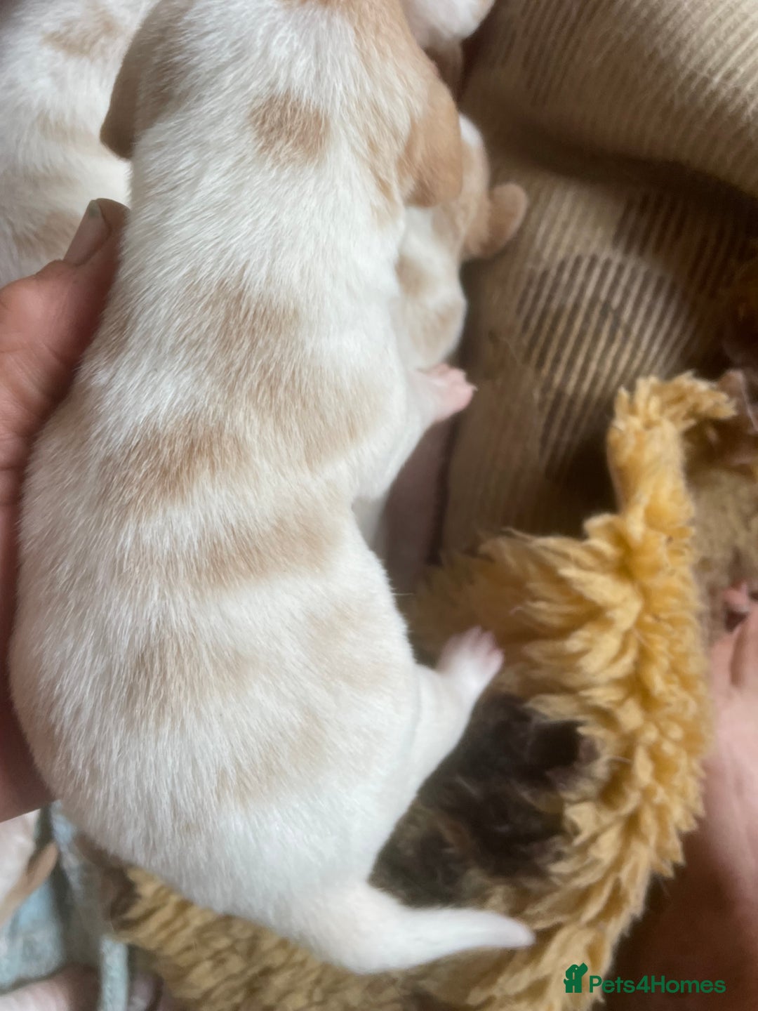 Beagle dogs for sale: Beautiful beagle boys kc reg ready 19 sept  - Image 24