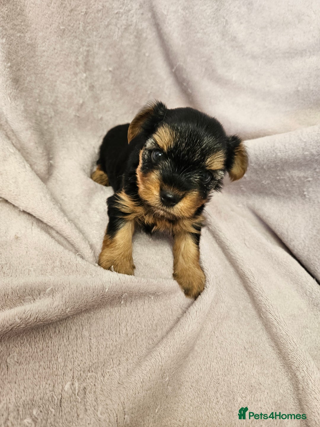 Yorkshire Terrier dogs for sale: ❤️ DNA Tested parents ❤️ Yorkie puppies  - Advert 29
