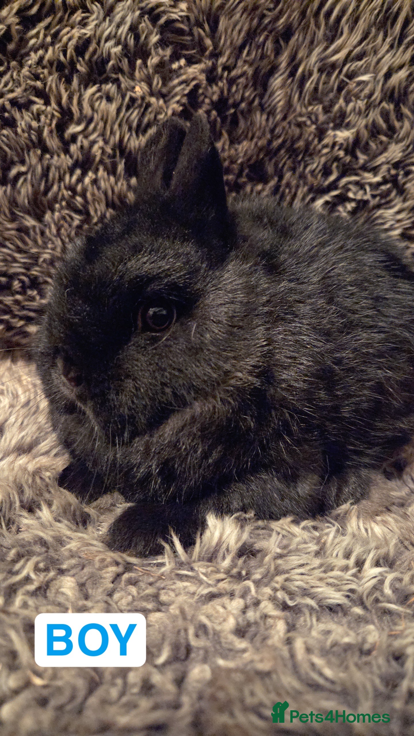 Netherland Dwarf rabbits Baby Netherland Dwarf *LAST ONE* - Advert 5