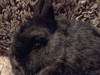 Netherland Dwarf rabbits Baby Netherland Dwarf *LAST ONE* - Advert 5