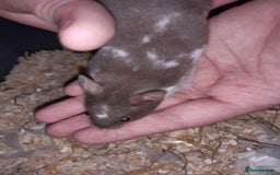 Hamster rodents for sale: Baby Syrian hamsters - Image 1