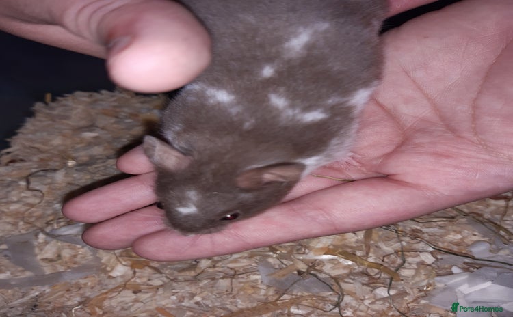 Hamster rodents - Advert 4