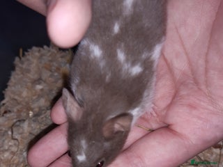 Hamster rodents - Advert 25