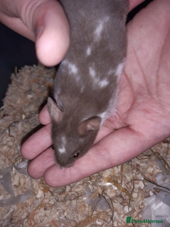 Hamster rodents - Advert 16