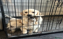 Golden Retriever dogs for sale: Adorable golden retrievers - Image 28