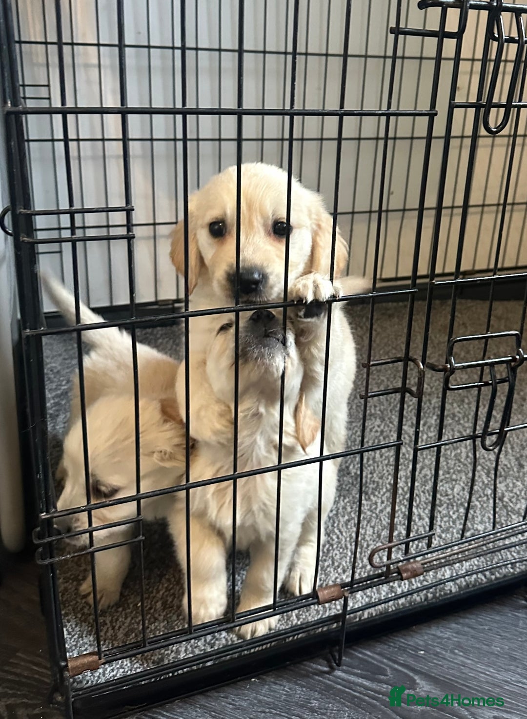 Golden Retriever dogs for sale: Adorable golden retrievers - Image 28
