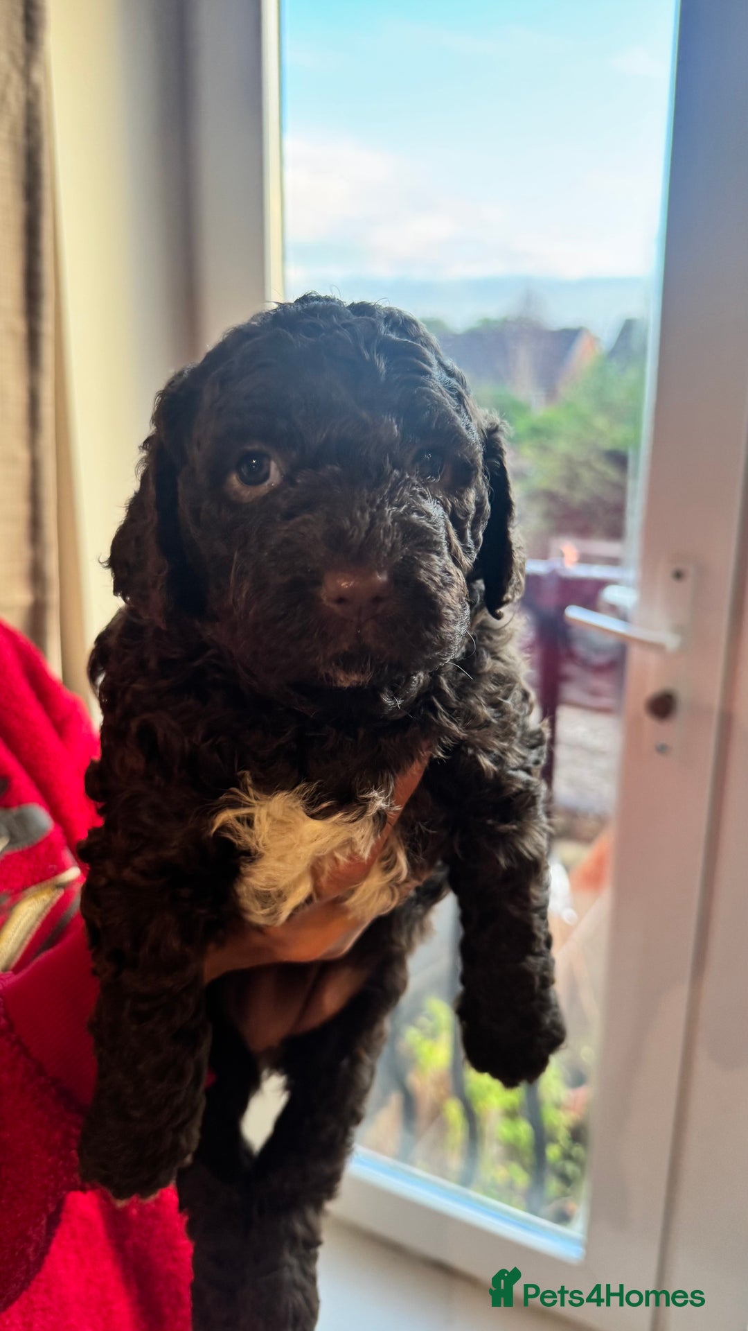 Lagotto Romagnolo dogs for sale: Authentic Lagotto Romagnolo Puppies for Sale KC  - Image 7