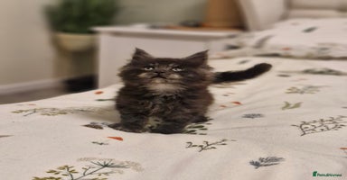 Maine Coon cats - Advert 11