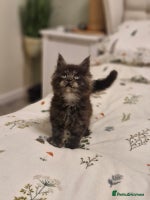 Maine Coon cats - Advert 3