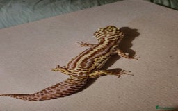 Leopard Gecko reptiles for sale: Female leopard gecko - Image 4
