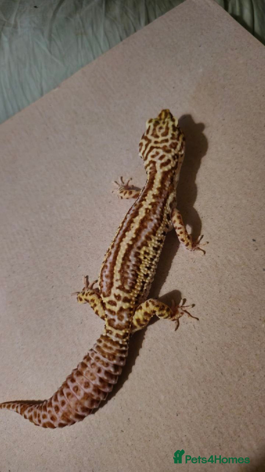 Leopard Gecko reptiles for sale: Female leopard gecko - Image 4