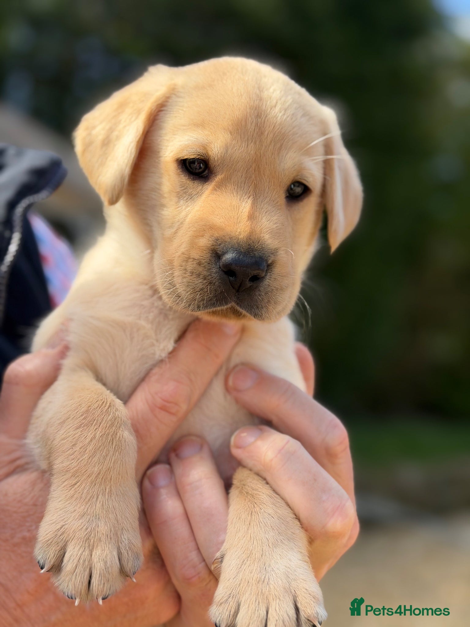Labrador Retriever dogs OFTW Sire & FTW Dam KC reg FTCH Lines  Labradors  - Advert 1