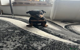 Miniature Pinscher dogs for sale: KC Miniature Pinscher puppies - Image 11