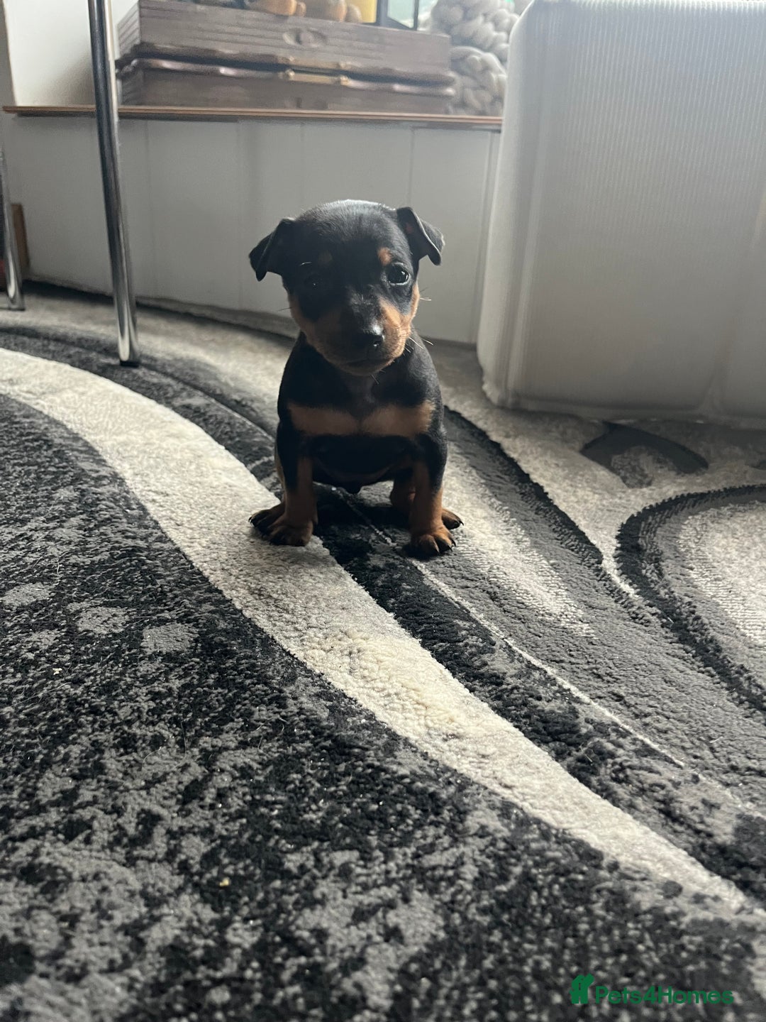 Miniature Pinscher dogs for sale: KC Miniature Pinscher puppies - Image 11