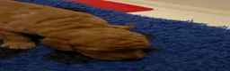 Mixed Breed dogs for sale: 5* health tested labradoodle x Australian doodles in Manchester - Advert 10