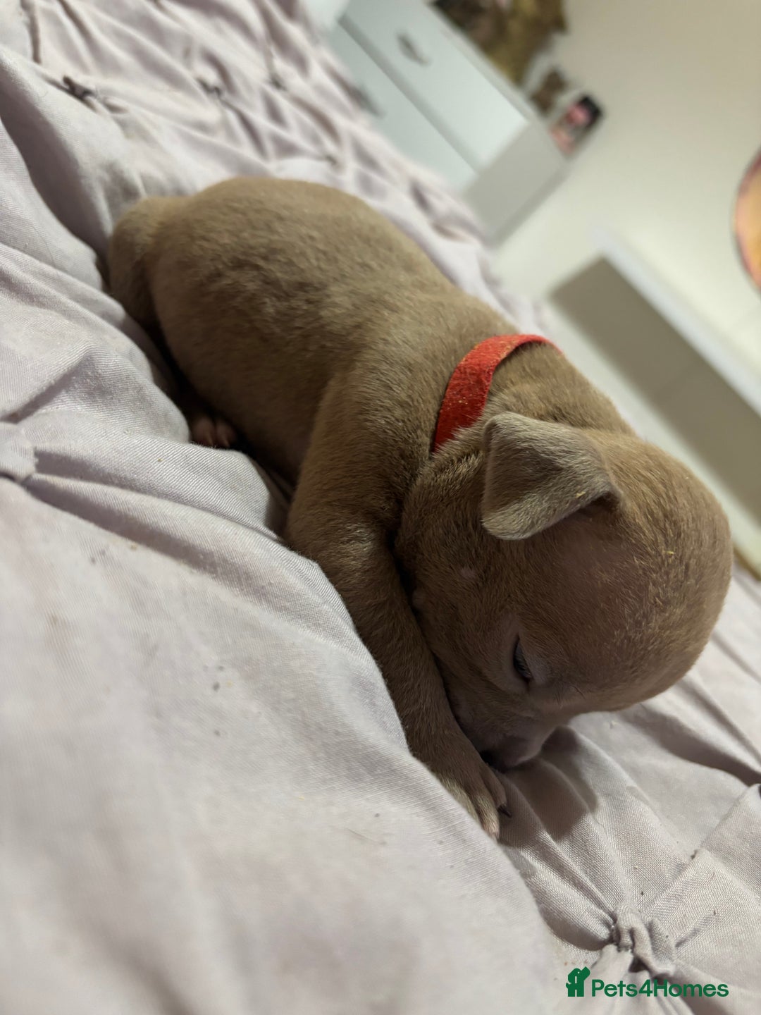 American Bully dogs for sale: Pocket Bully Puppies - Advert 35