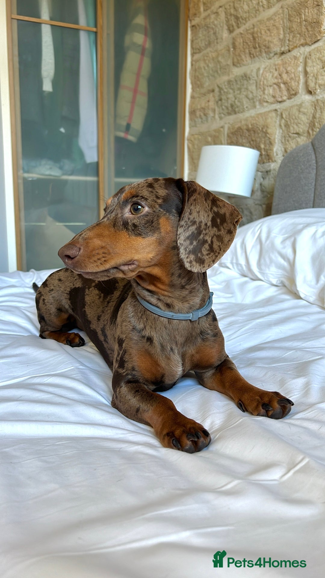 Miniature Dachshund dogs for stud: Miniature Dachsunds for stud  - Image 8