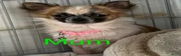 Chihuahua dogs for sale: Chihuahua merle puppies - Advert 2