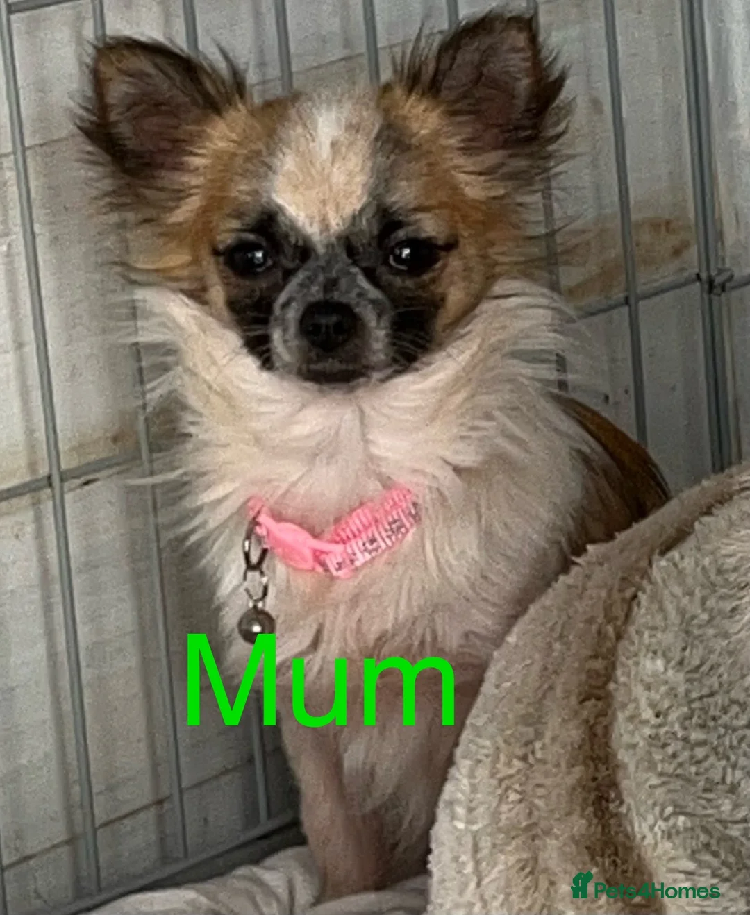 Chihuahua dogs for sale: Chihuahua merle puppies - Advert 2
