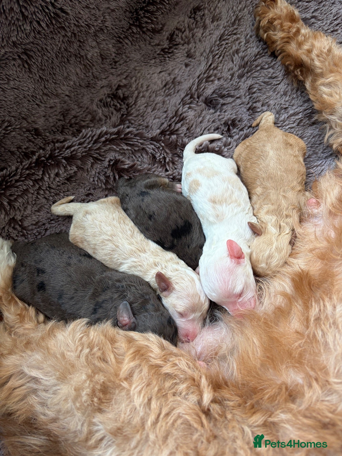 Cavapoo dogs Stunning cavapoo puppies  - Advert 1