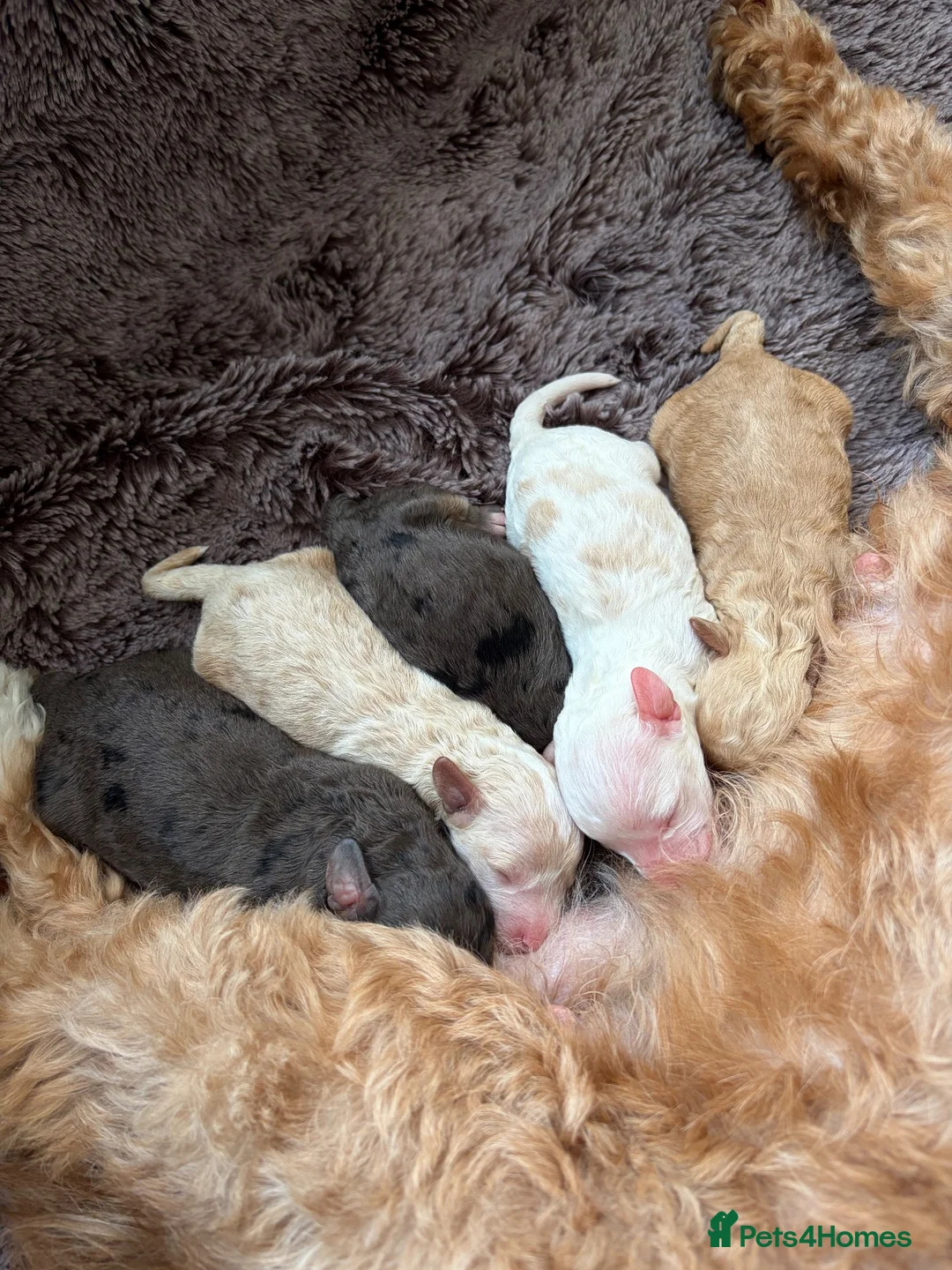 Cavapoo dogs for sale: Stunning cavapoo puppies  - Advert 1