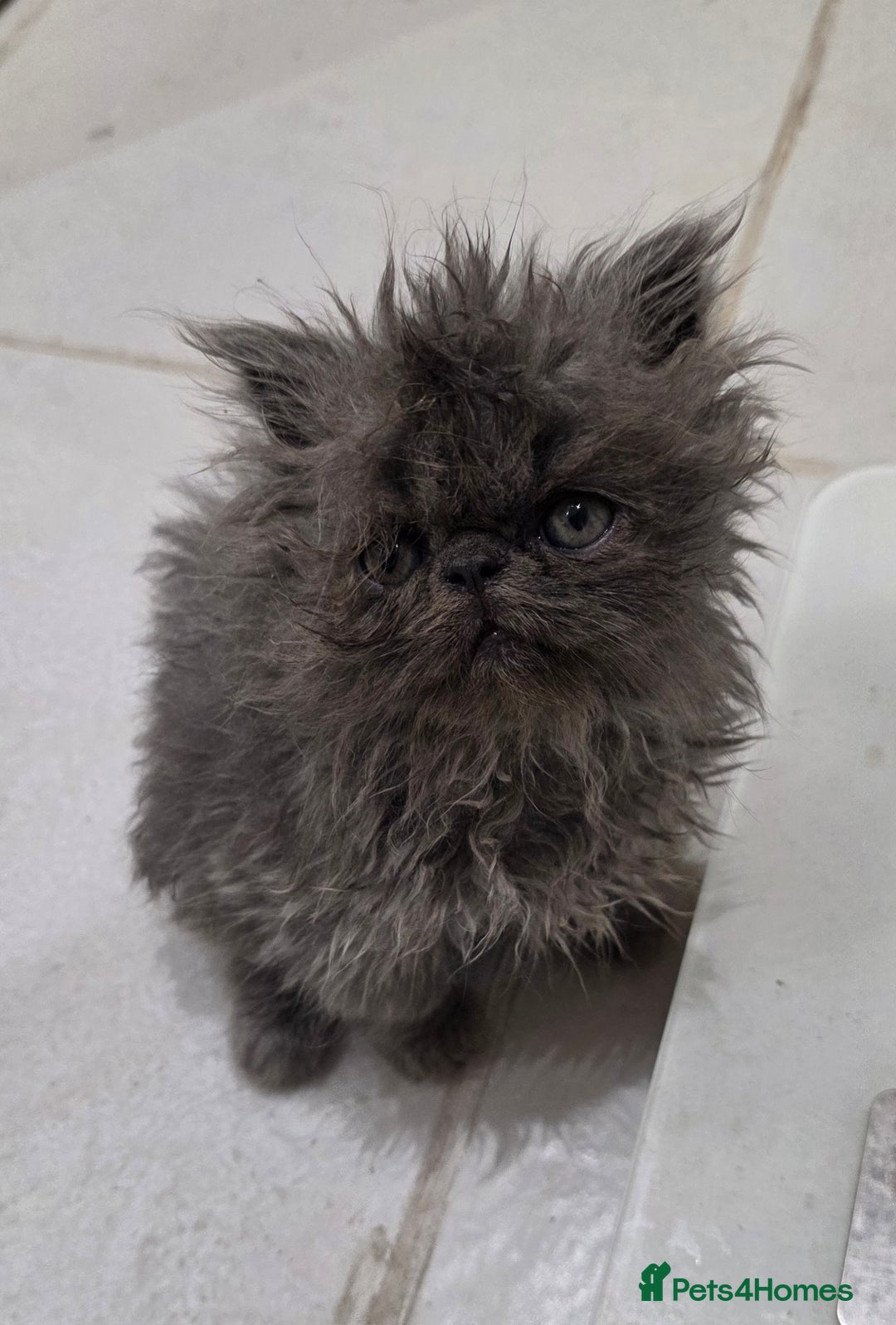 Persian cats for sale: Persian Kittens for Sale - Ready to go 19th Dec - Advert 3