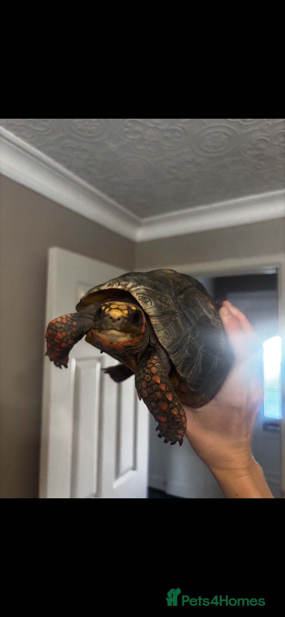 Tortoise reptiles Red foot tortoise + enclosure  - Advert 13