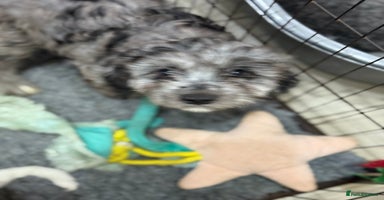 Cavapoo dogs Extensively health tested stunning cavapoo’s - Advert 7