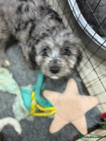 Cavapoo dogs Extensively health tested stunning cavapoo’s - Advert 7