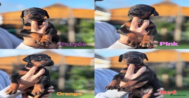 Dobermann dogs 🐾 Females available/KC reg🐾 Top Pedigree - Advert 16