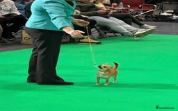 Chihuahua dogs for sale: KC Reg Crufts Qualified Smoothcoat little Boy  - Image 7