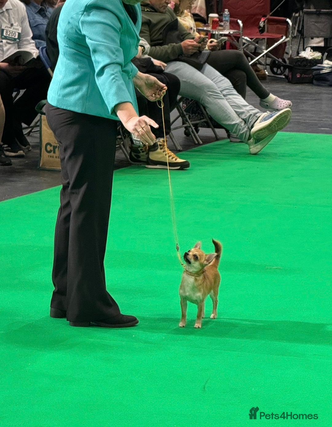 Chihuahua dogs for sale: KC Reg Crufts Qualified Smoothcoat little Boy  - Image 7