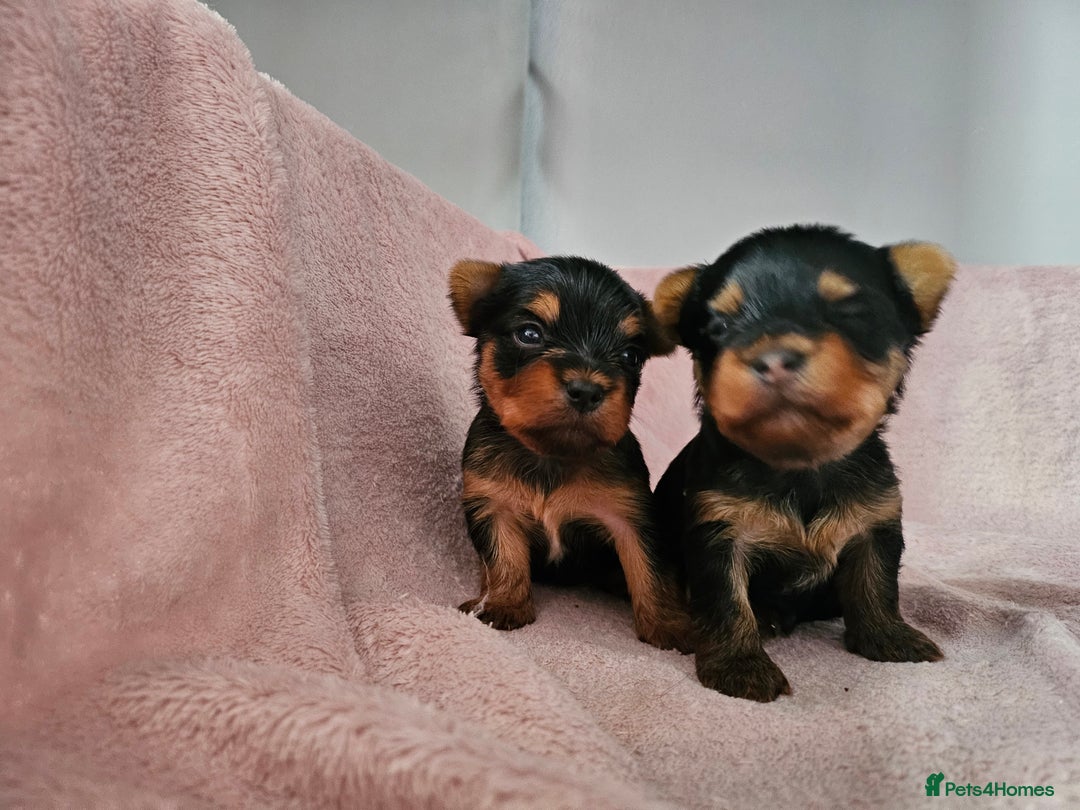 Yorkshire Terrier dogs for sale: Yorkshire terrier (miniature) - Image 22