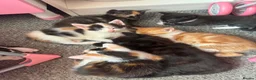 Mixed Breed cats for sale: Kittens ready to leave  in Rotherham - Advert 1
