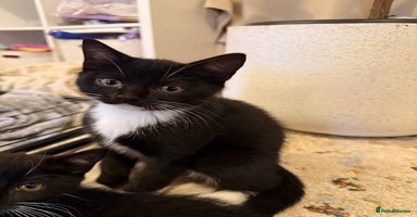 British Shorthair cats Two beautiful tuxedo boys. - Advert 4