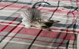 Savannah cats for sale: F4 Savannah Kittens 3x Brown Spotted 2x Melanistic - Image 11
