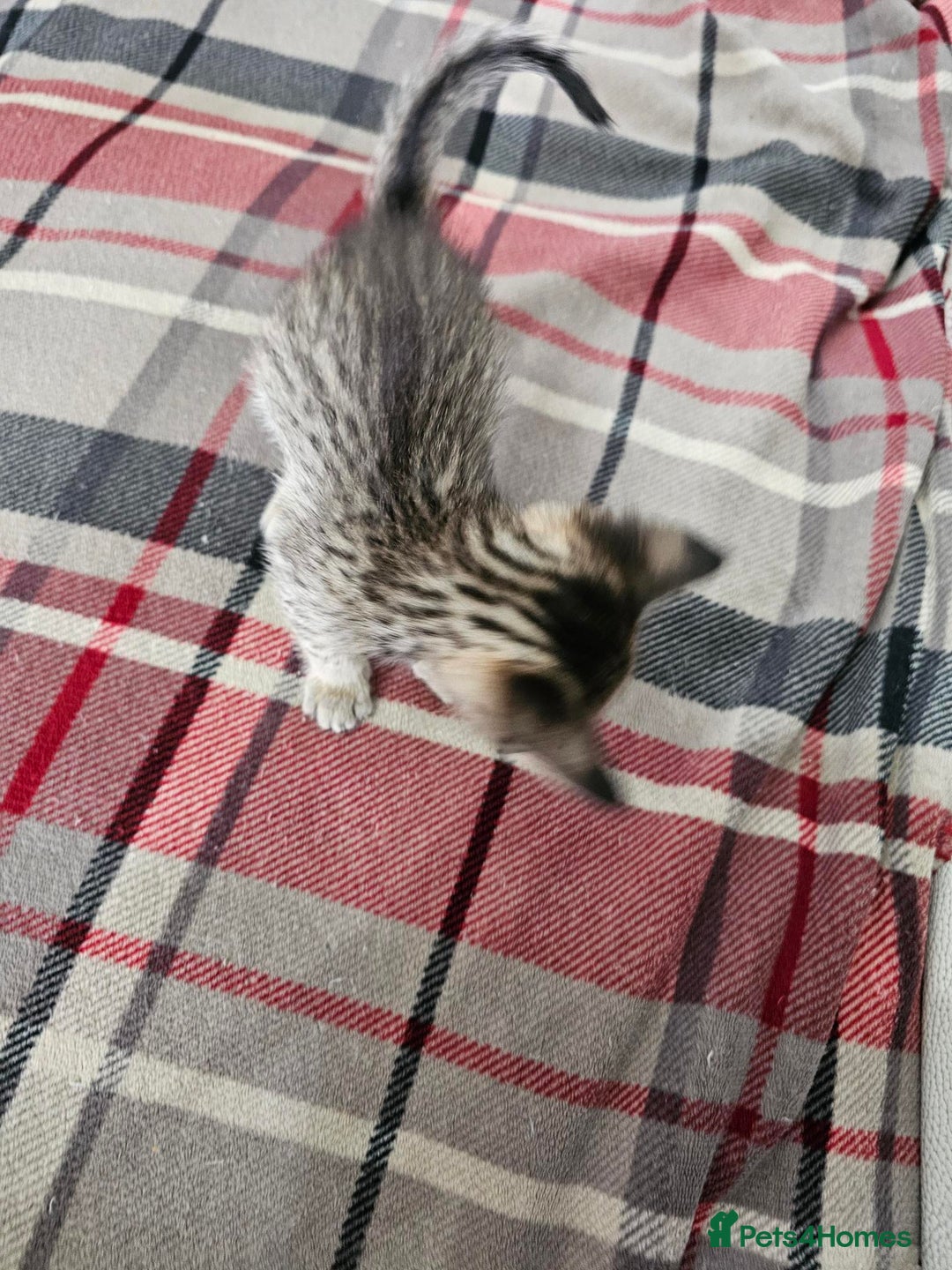 Savannah cats for sale: F4 Savannah Kittens 3x Brown Spotted 2x Melanistic - Image 11