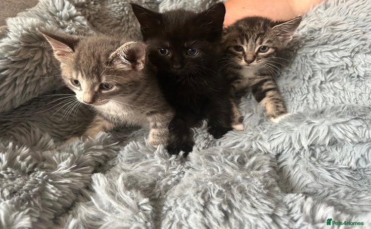 Mixed Breed cats - Advert 6
