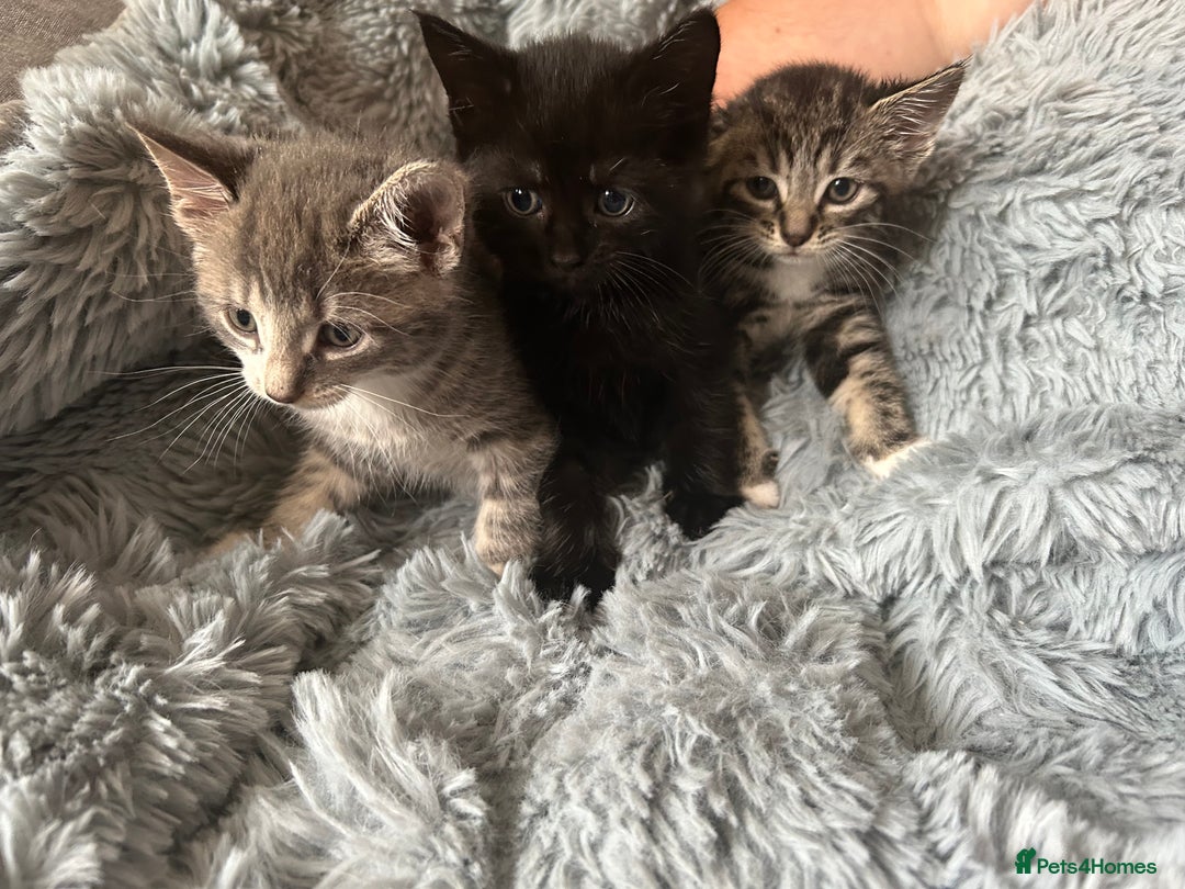 Mixed Breed cats for sale: 4 beautiful kittens for sale.  - Image 1